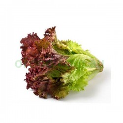 Red Frillice Iceberg Lettuce Per each Red Frillice Iceberg Lettuce Per each