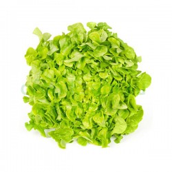 Green Oak Fancy Lettuce Per each Green Oak Fancy Lettuce Per each
