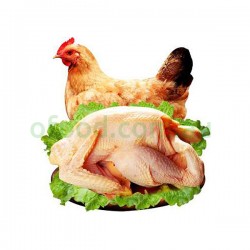 Cage Free Chichen Australia Per Each Cage Free Chichen Australia Per Each